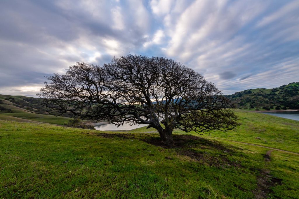 Large Tree in Del Valle Regional Park at Dawn
