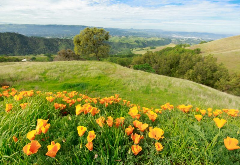 California State Flower Poppies